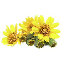 Arnica