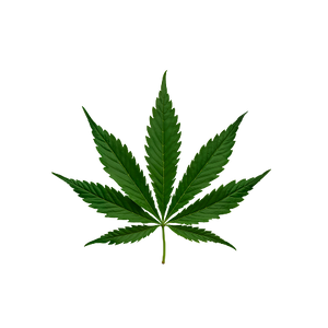 Cannabis