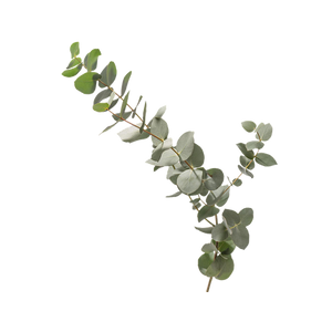 Eucalyptus