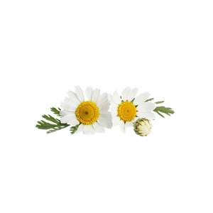 Chamomile