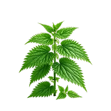 Stinging Nettle